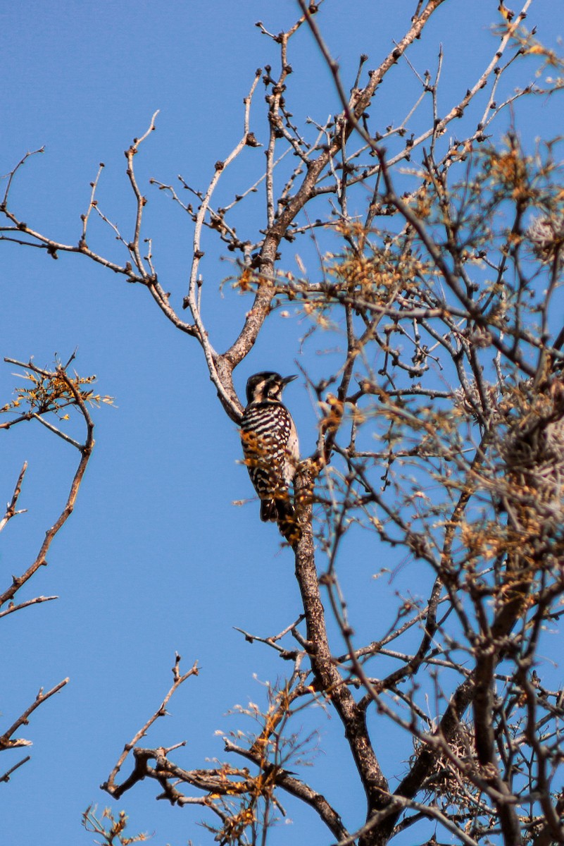 Арлекиновый дятел - ML647032097