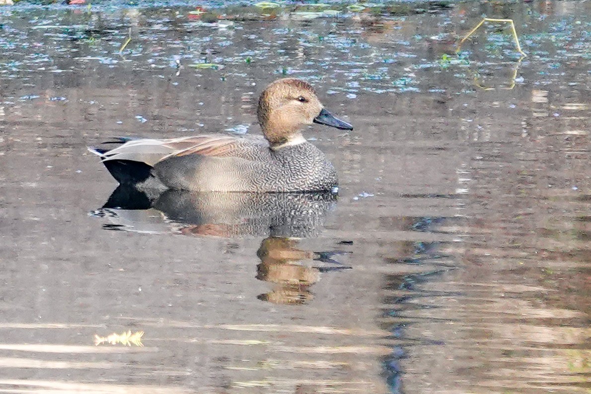 Серая утка - ML647032098