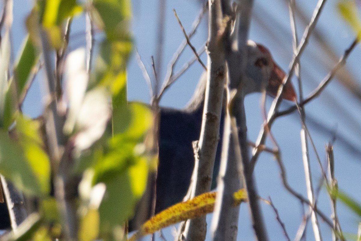 Uroilo urdin burugrisa - ML647032099