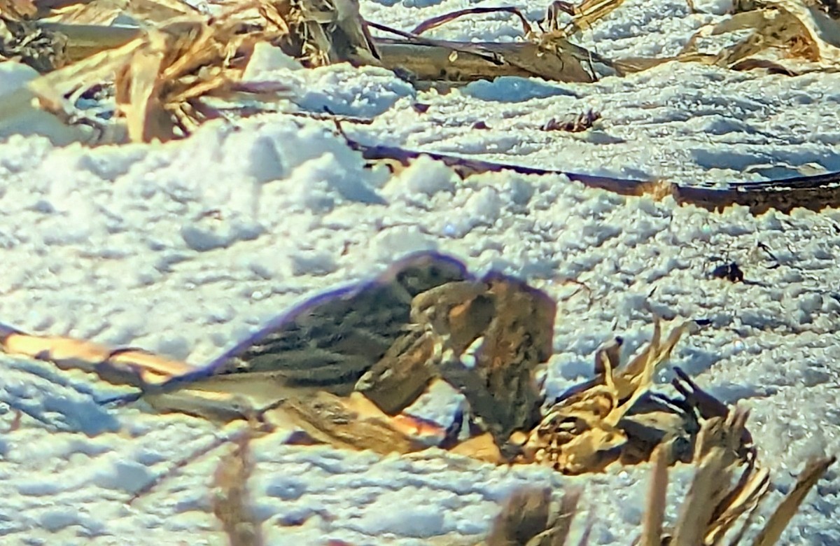 Лапландский подорожник - ML647032101