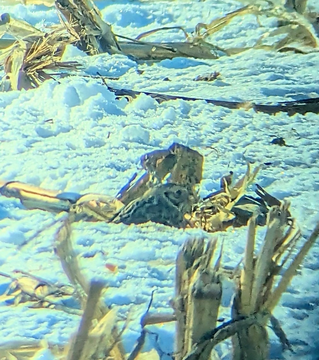 Лапландский подорожник - ML647032102