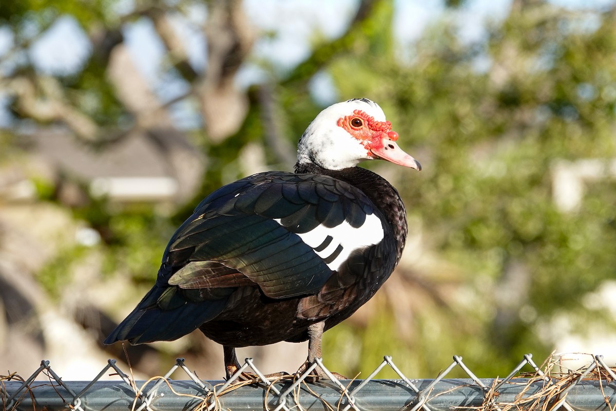 Мускусная утка (Одомашенного типа) - ML647032103