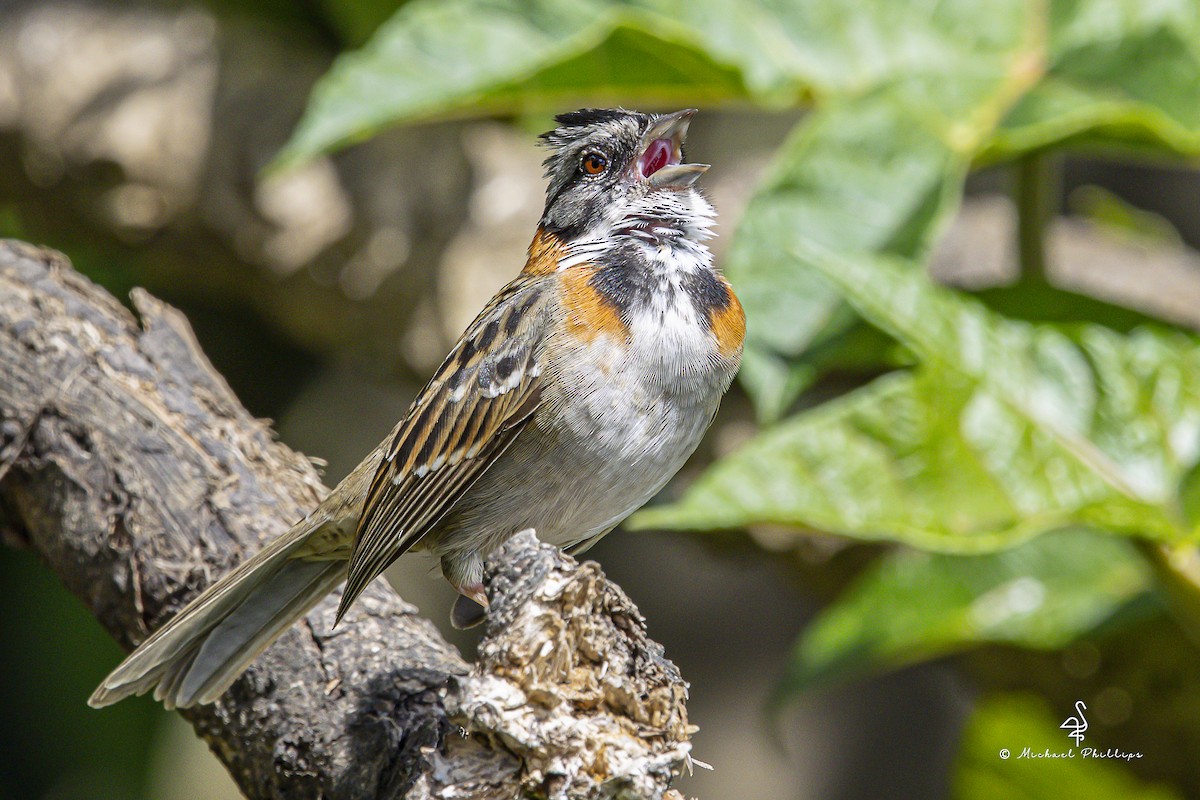 Рыжешейная зонотрихия - ML647032104