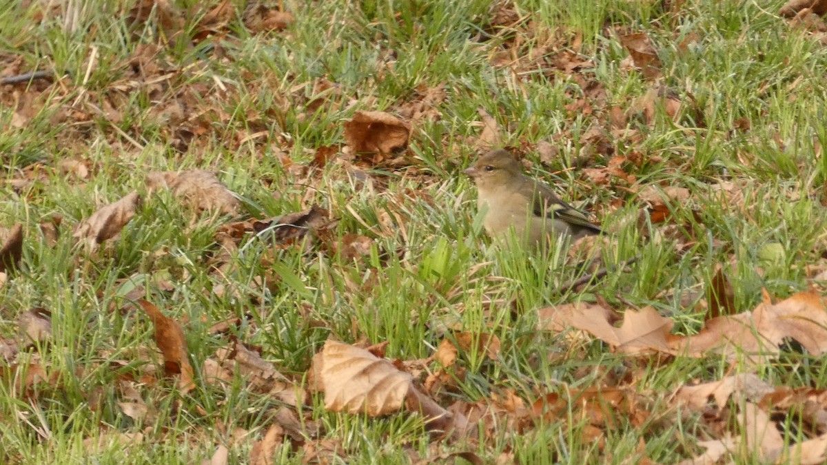 Зяблик - ML647032105