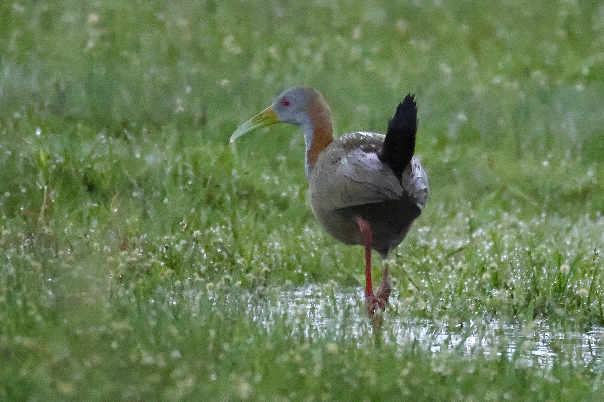 Гигантский саракура - ML647032106