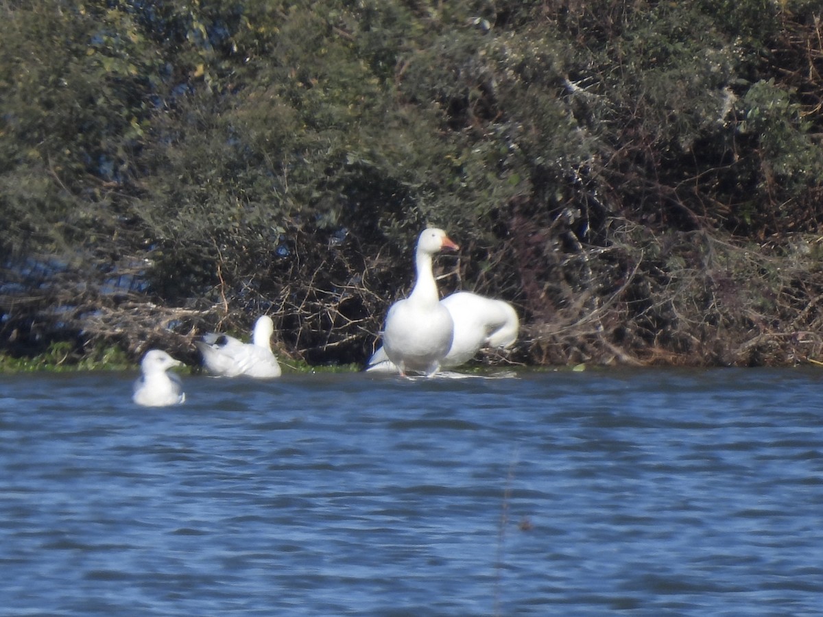 Белый гусь - ML647032107