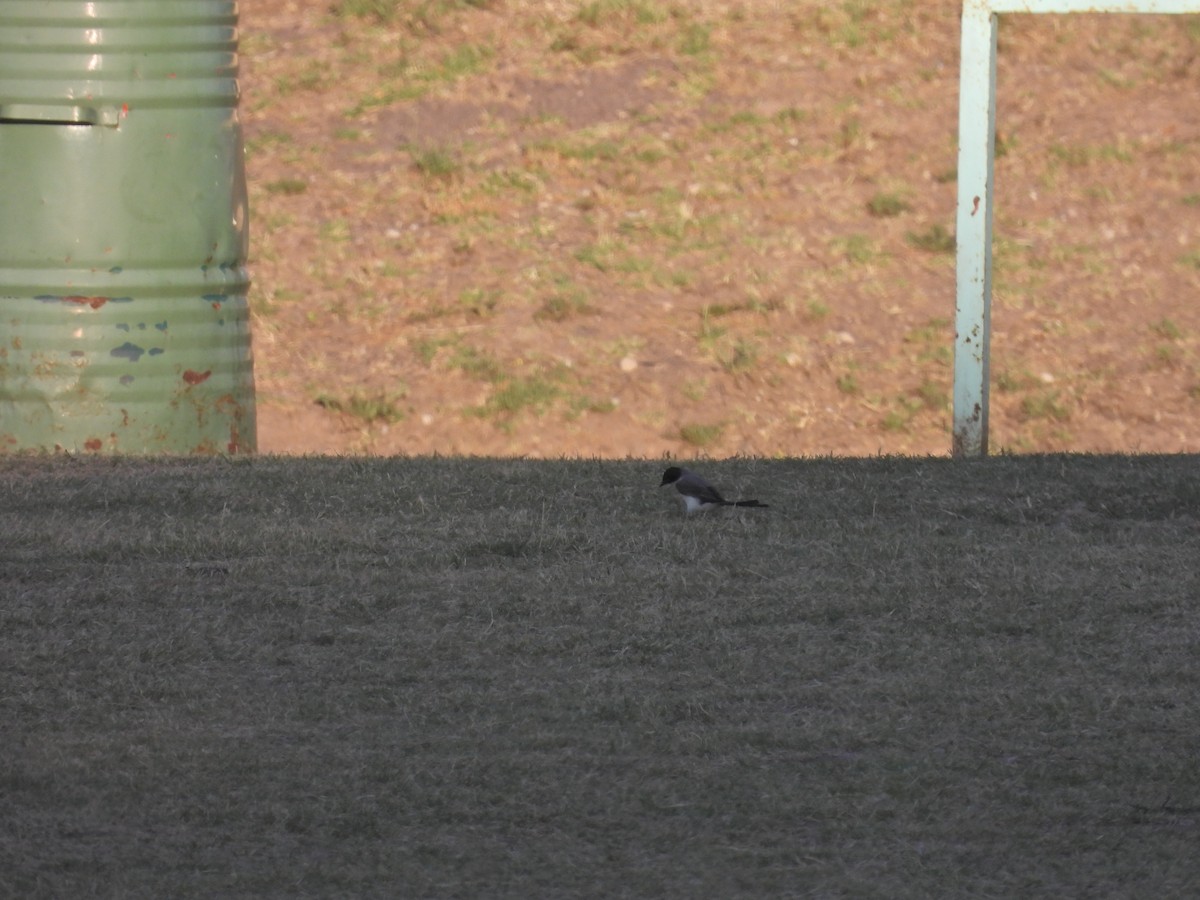 Вилохвостый тиранн - ML647032108