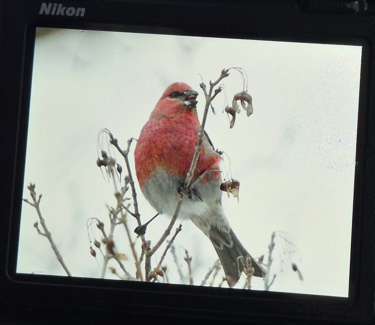 פתיאלי אורנים - ML647032109