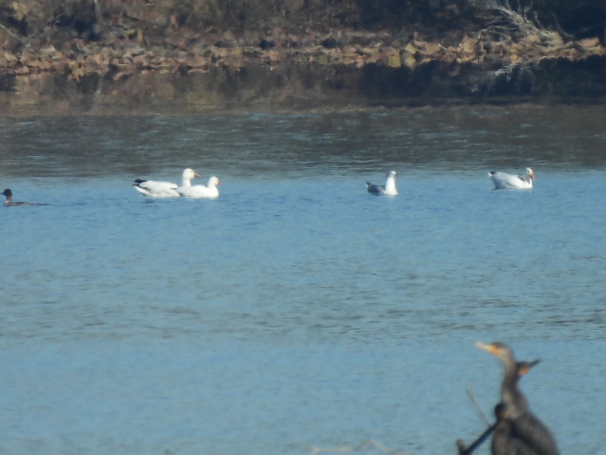 Гусь Росса - ML647032110