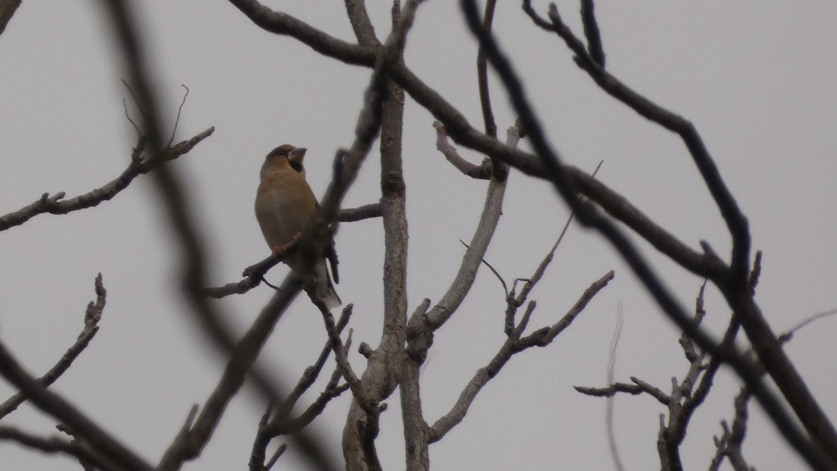 Обыкновенный дубонос - ML647032114