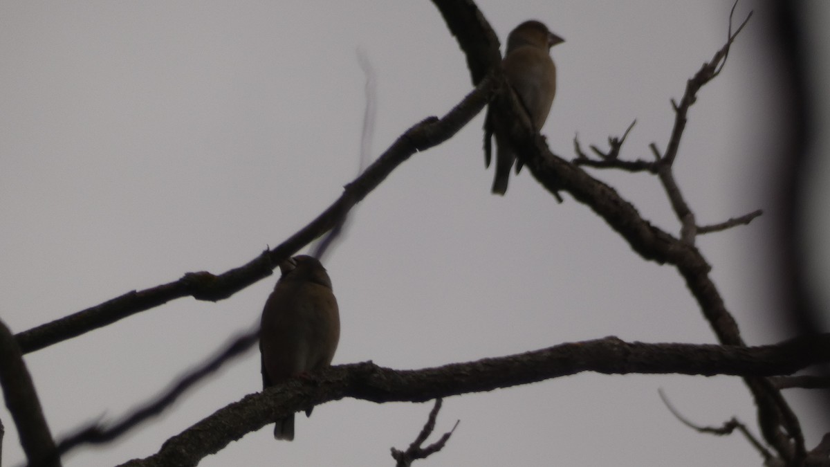 Обыкновенный дубонос - ML647032115