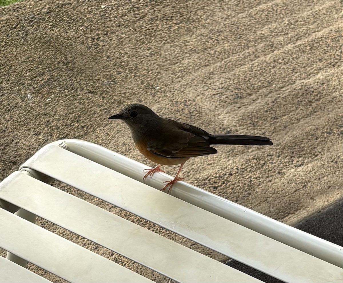 White-rumped Shama - ML647032118