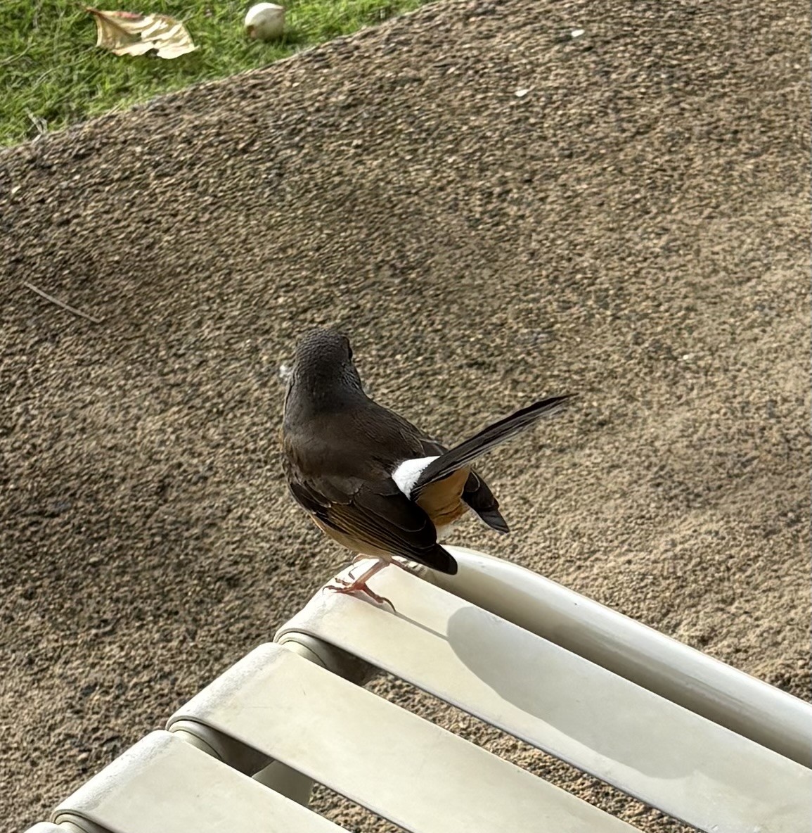 White-rumped Shama - ML647032119