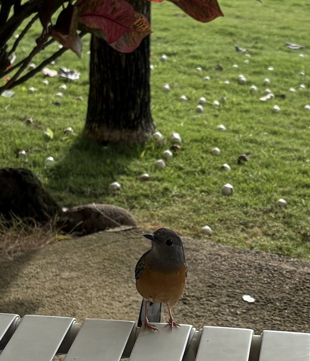 White-rumped Shama - ML647032120
