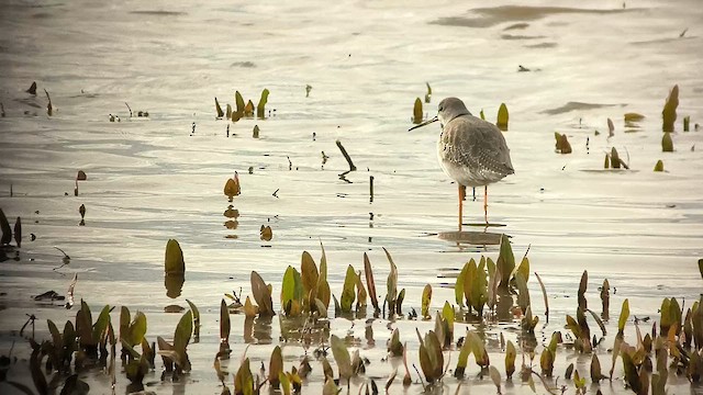 Коловодник чорний - ML647032122