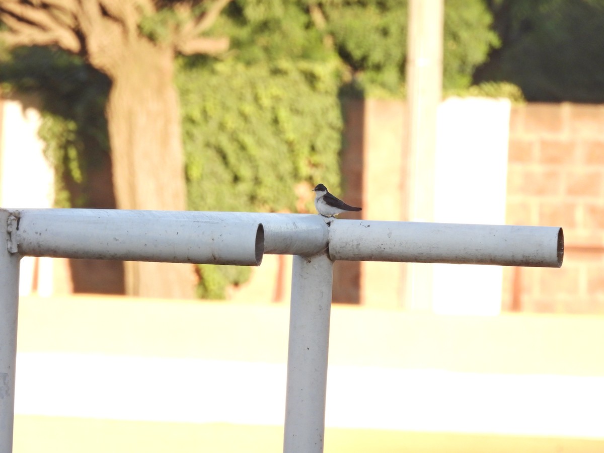 White-rumped Swallow - ML647032125