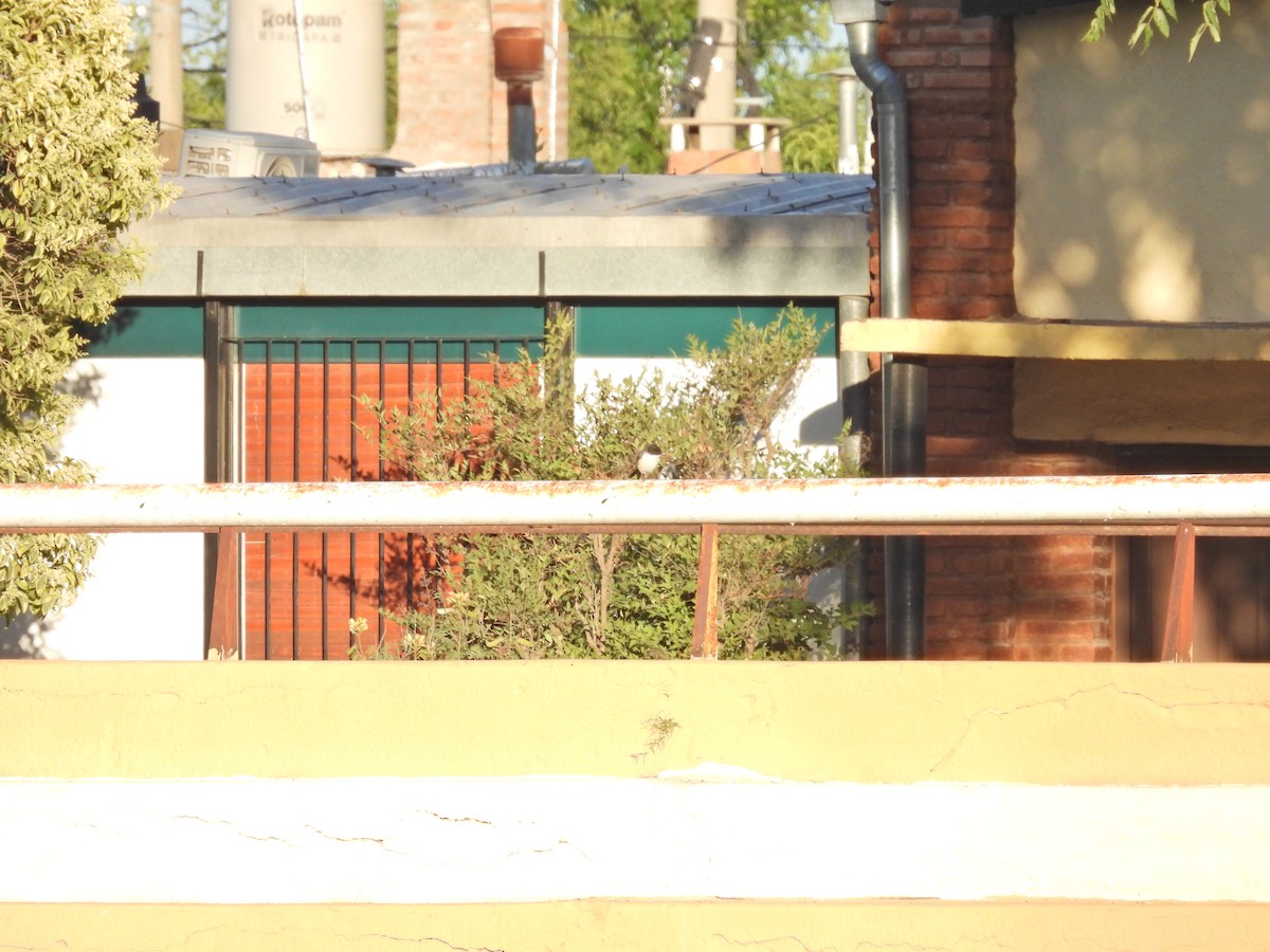 White-rumped Swallow - ML647032126