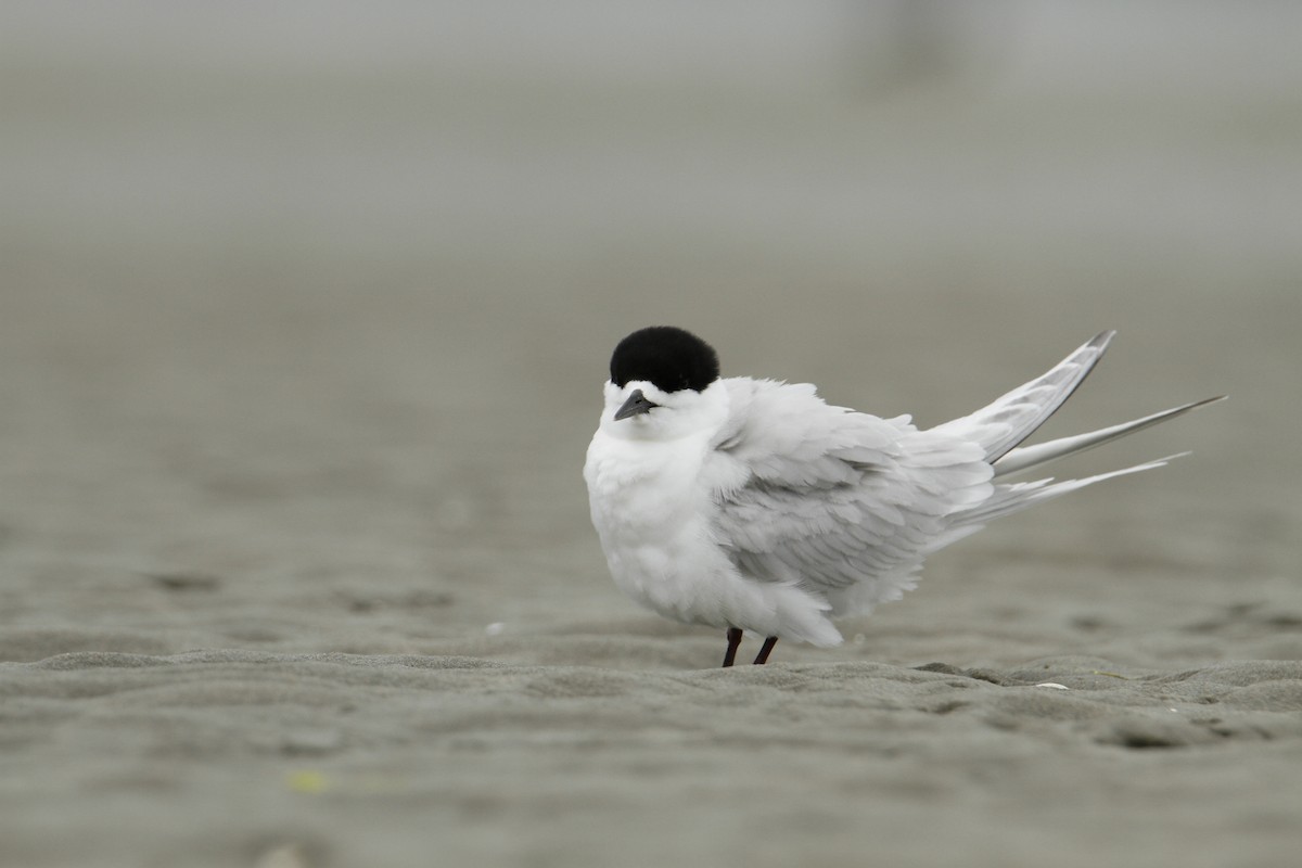 シロビタイアジサシ - ML647032137