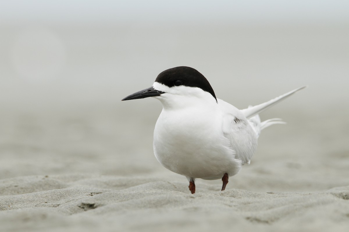 シロビタイアジサシ - ML647032139