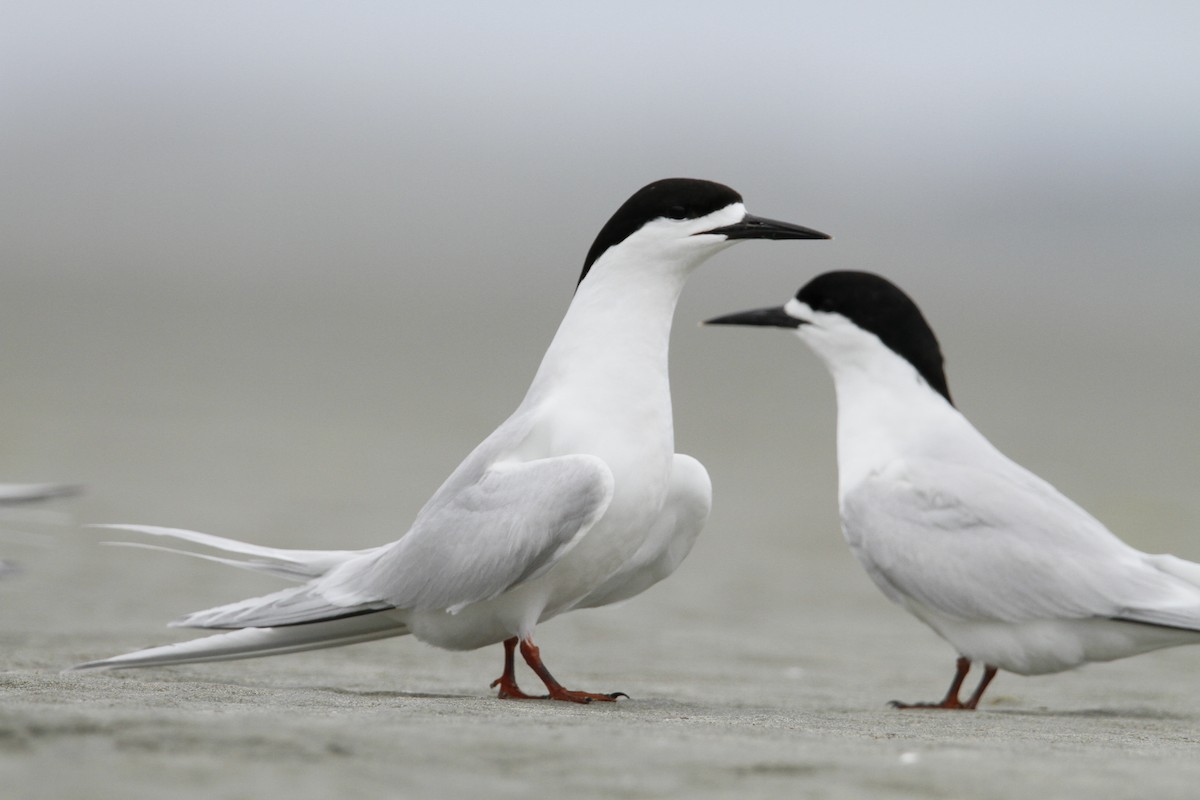 シロビタイアジサシ - ML647032140