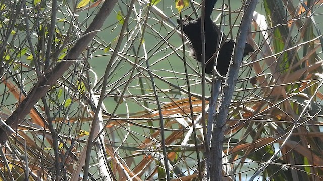 Ані малий - ML647032141