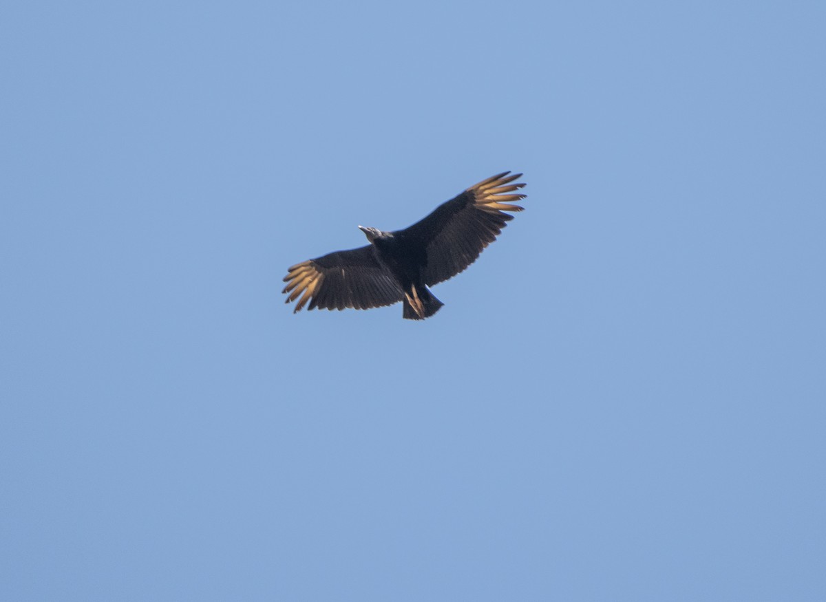 Black Vulture - ML647032147