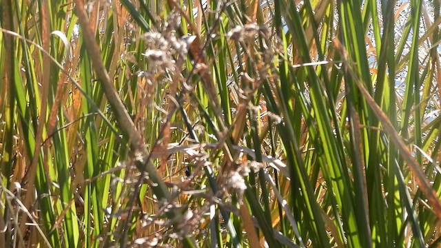 Ані малий - ML647032148