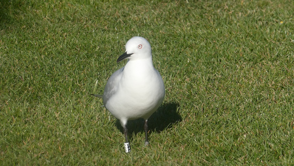 Black-billed Gull - ML647032159