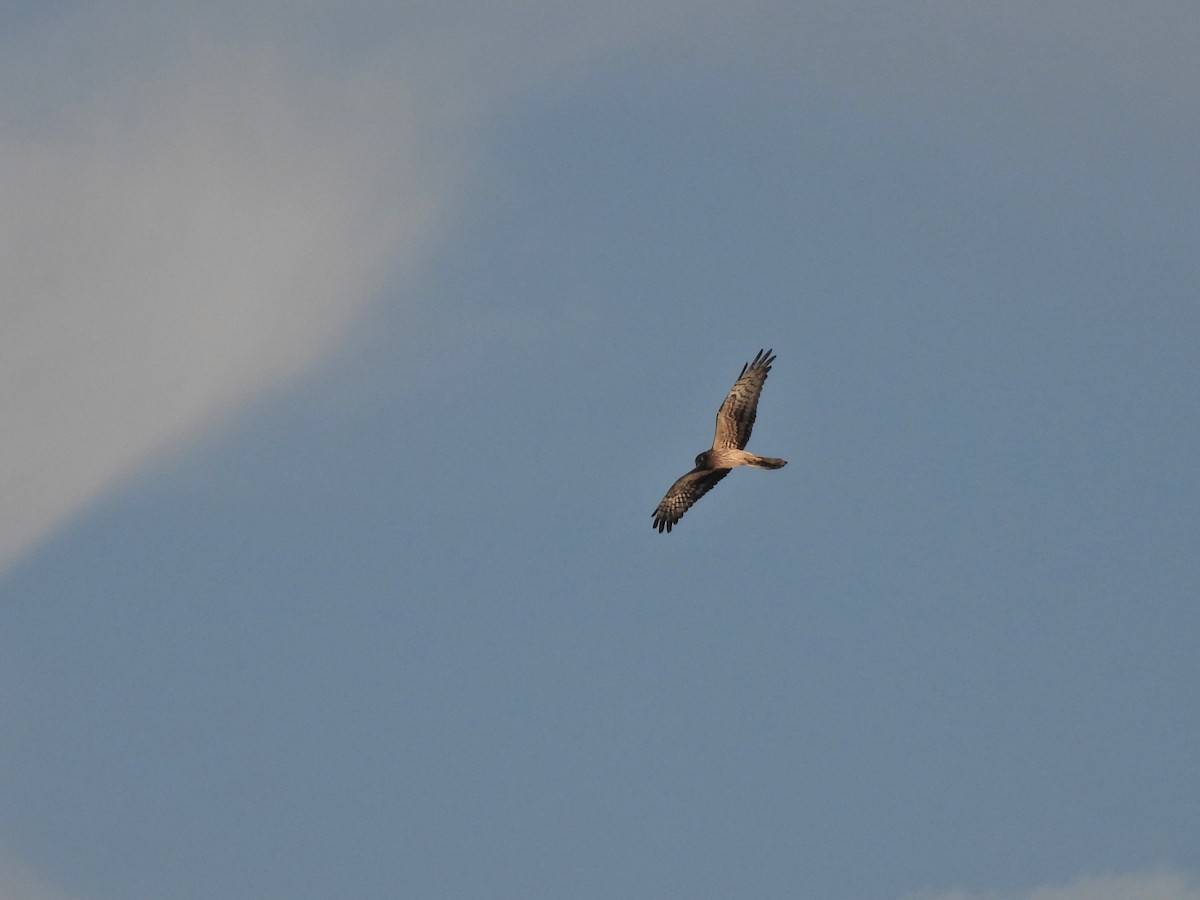 Montagu's Harrier - ML647032160