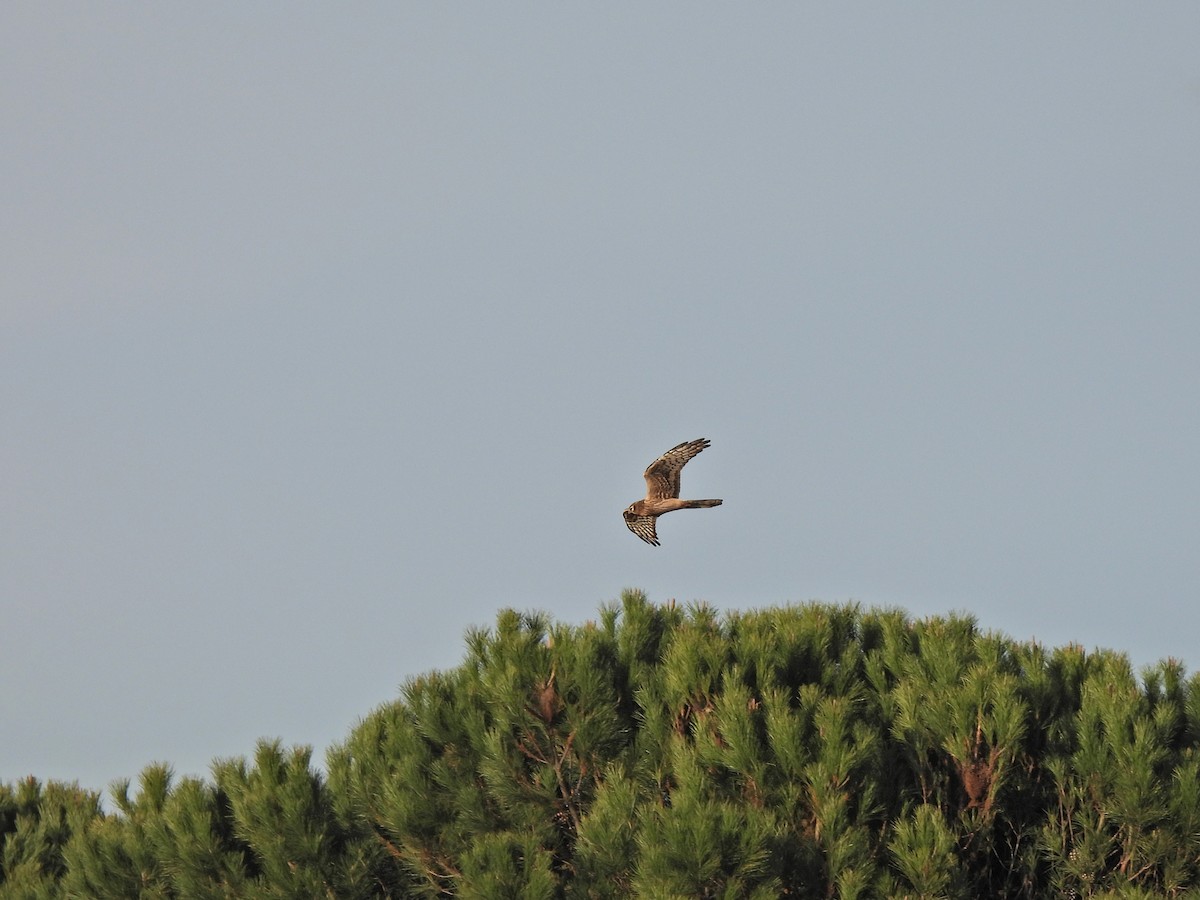 Montagu's Harrier - ML647032162