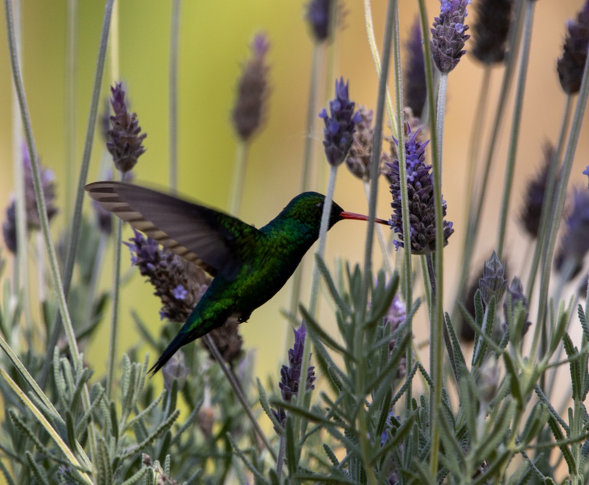 glansbuksmaragd - ML647032164