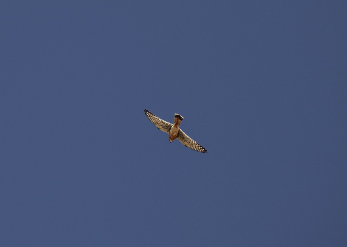 アメリカチョウゲンボウ - ML647032175