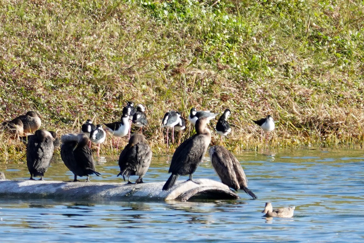 クロエリセイタカシギ - ML647032177