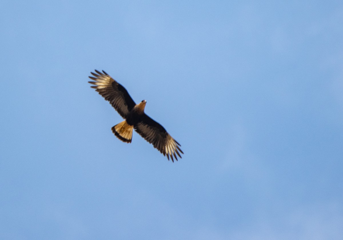 ミナミカラカラ - ML647032178