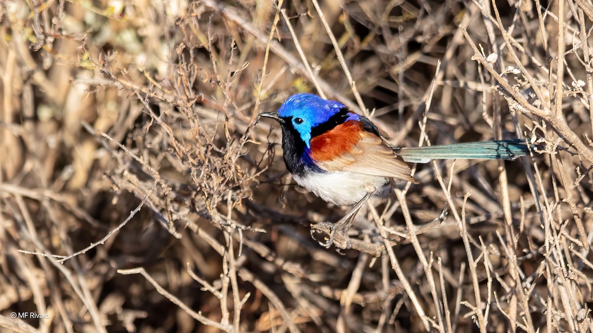 ムナグロオーストラリアムシクイ（assimilis／bernieri） - ML647032182