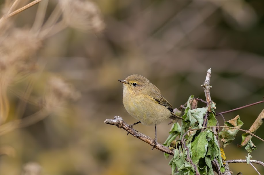 チフチャフ - ML647032184