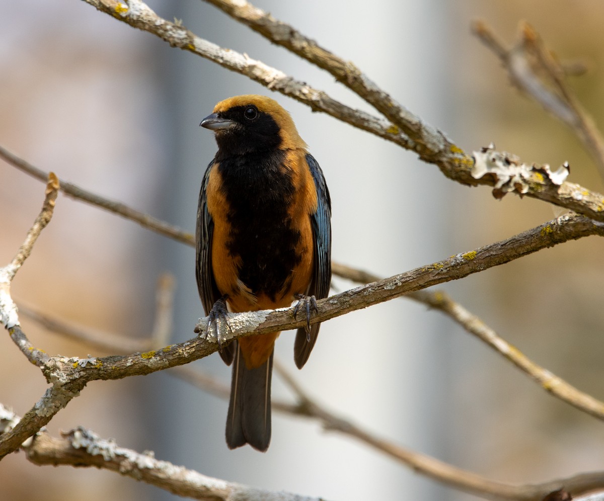 バフイロフウキンチョウ - ML647032185