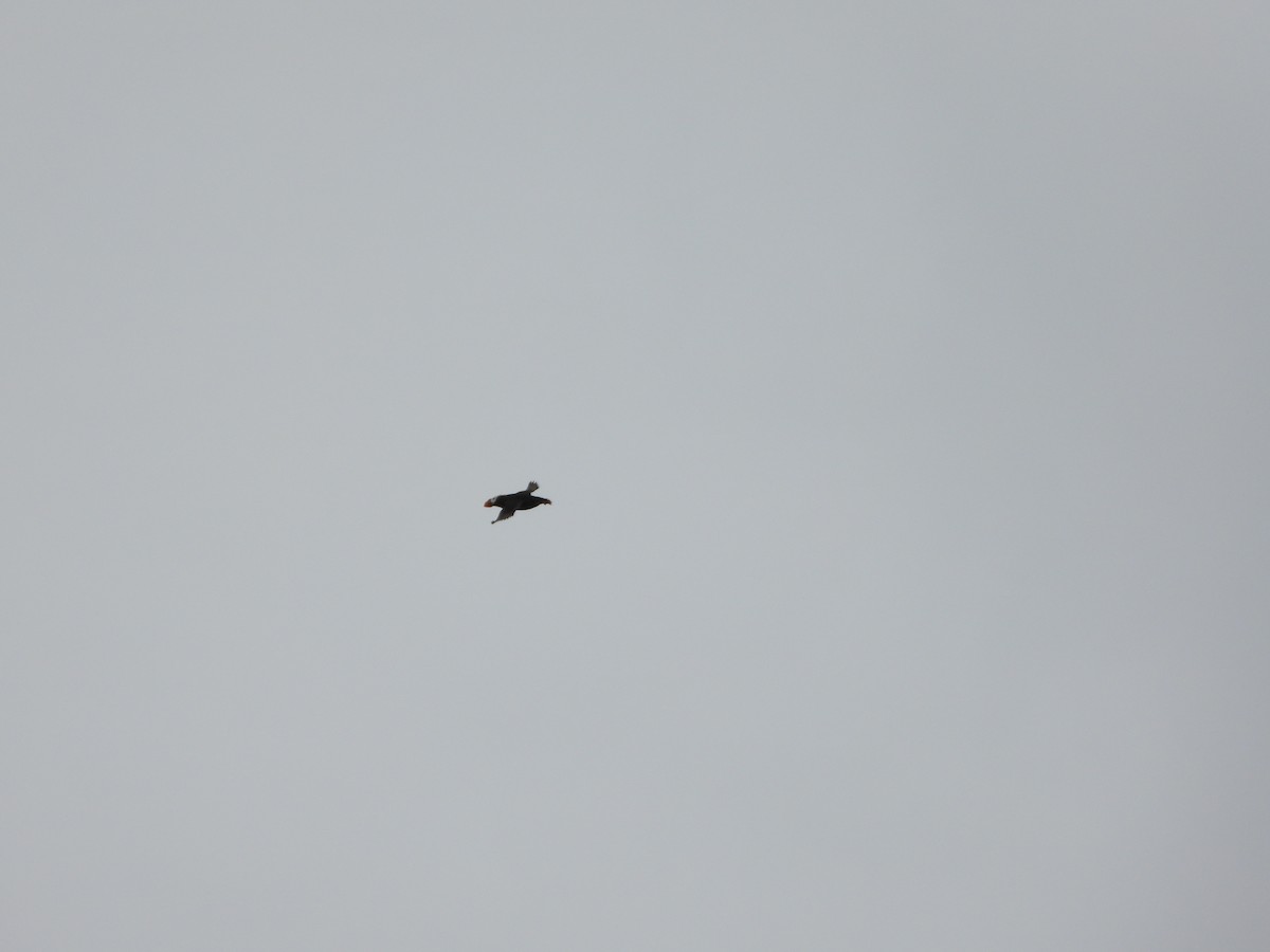 エトピリカ - ML647032186