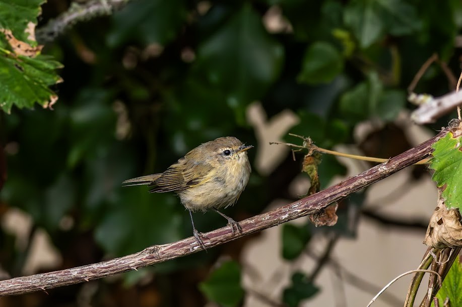 チフチャフ - ML647032187