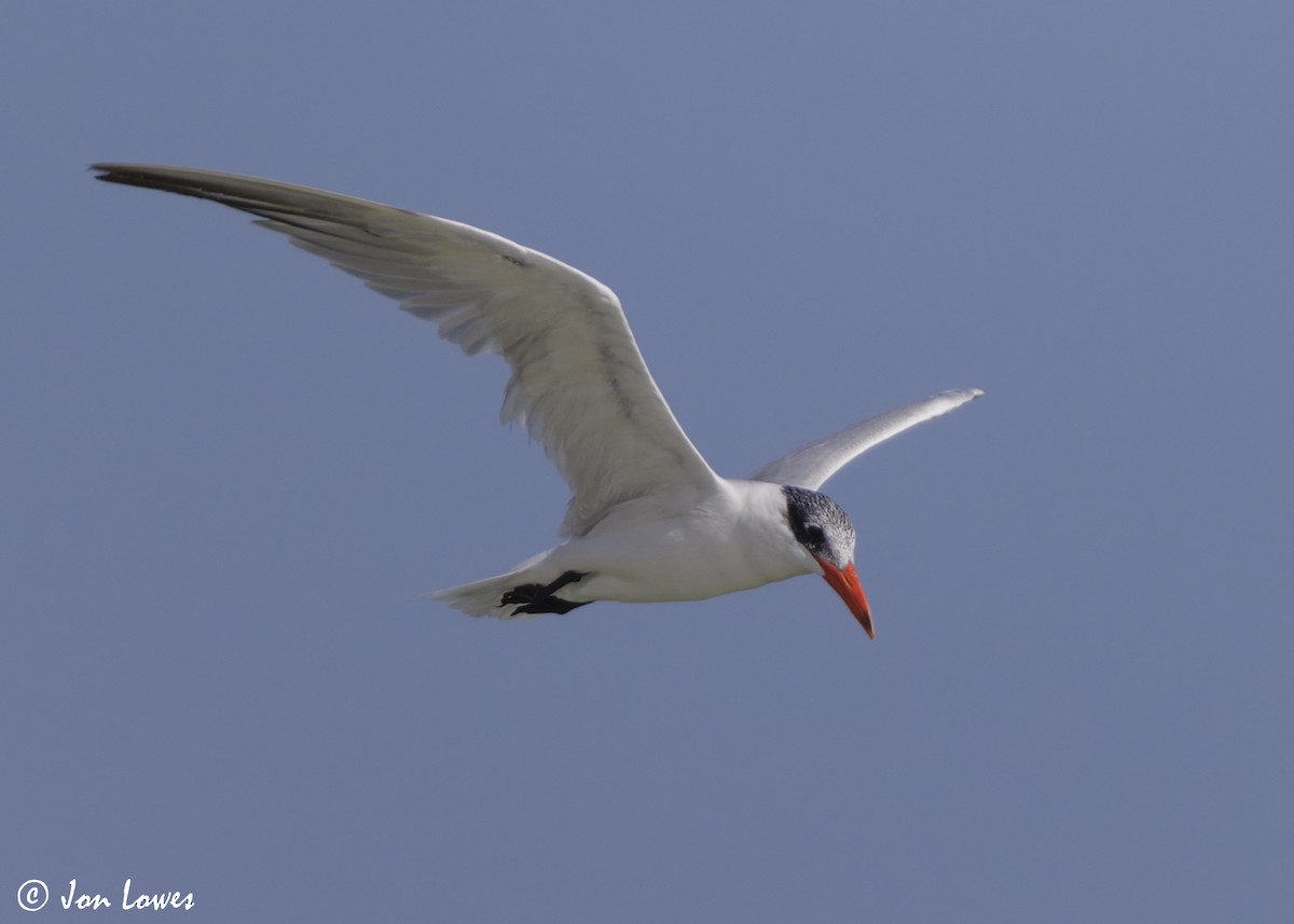 オニアジサシ - ML647032188