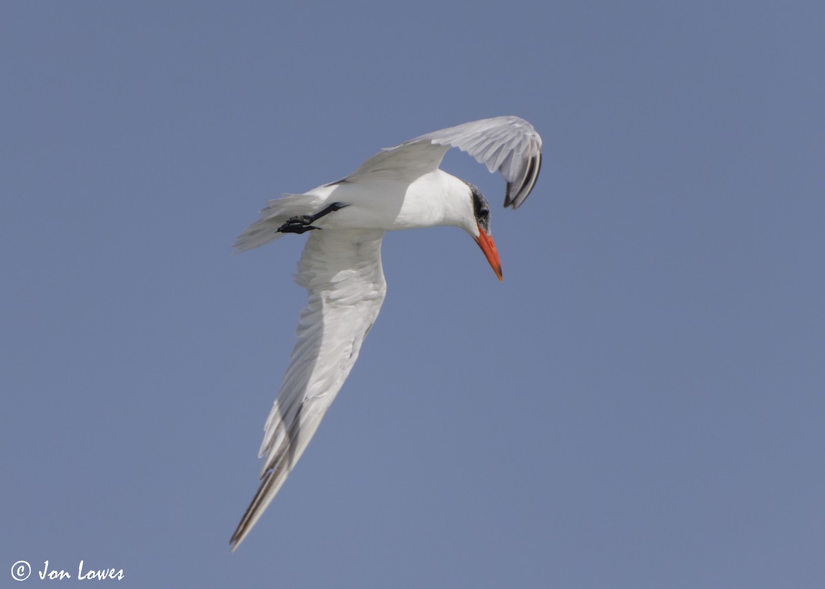 オニアジサシ - ML647032189