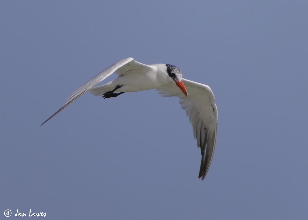 オニアジサシ - ML647032190