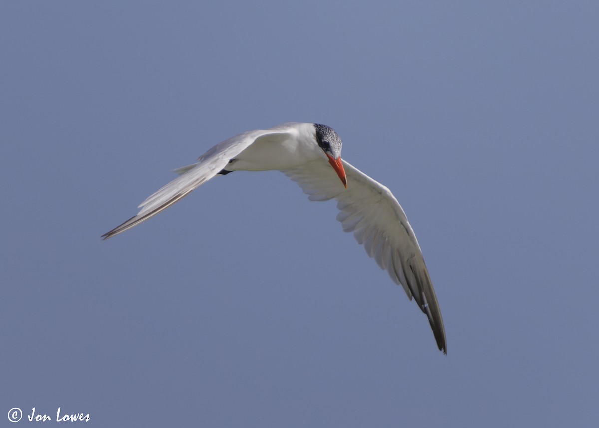 オニアジサシ - ML647032191