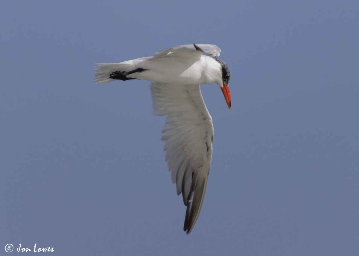 オニアジサシ - ML647032192