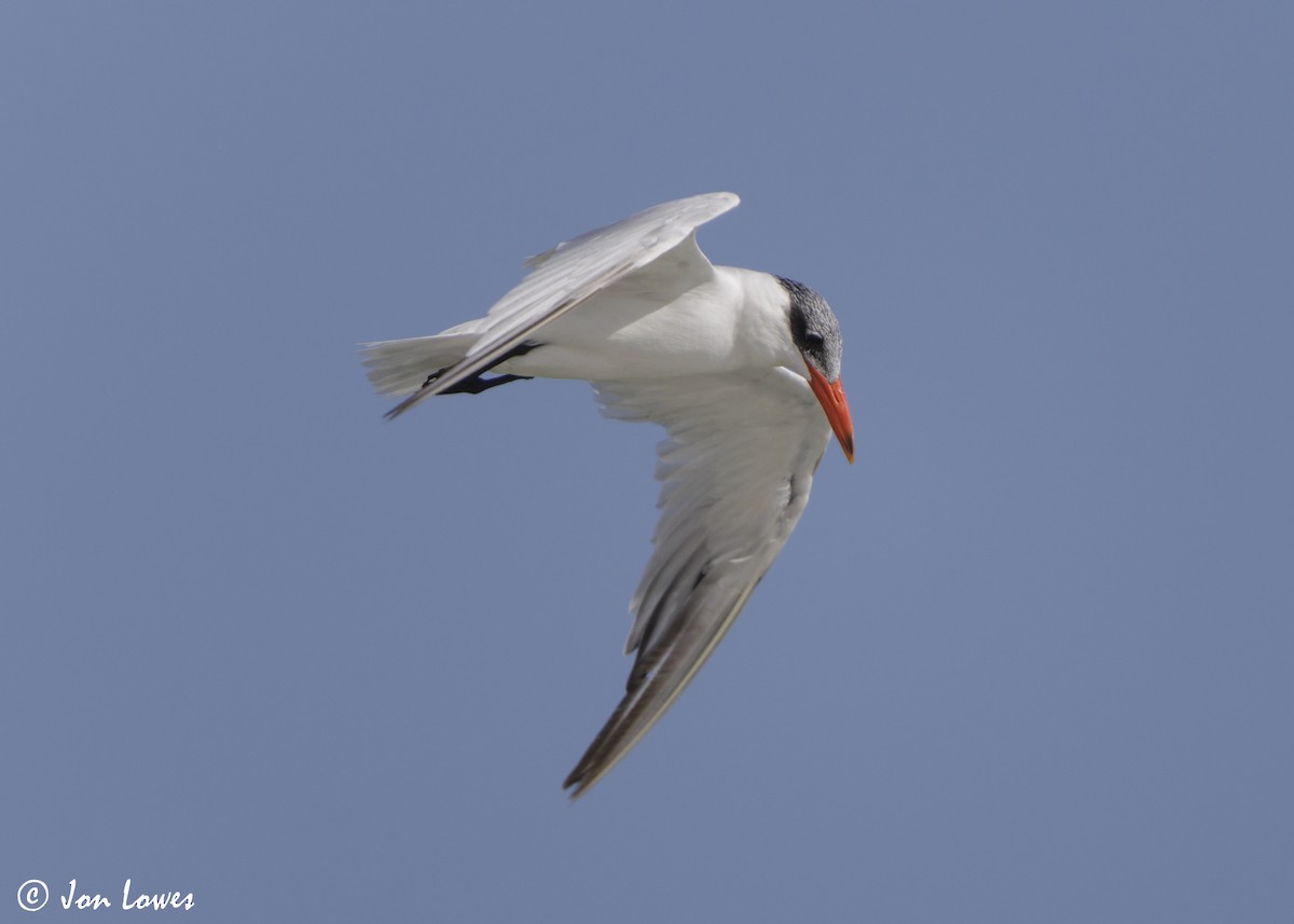 オニアジサシ - ML647032193