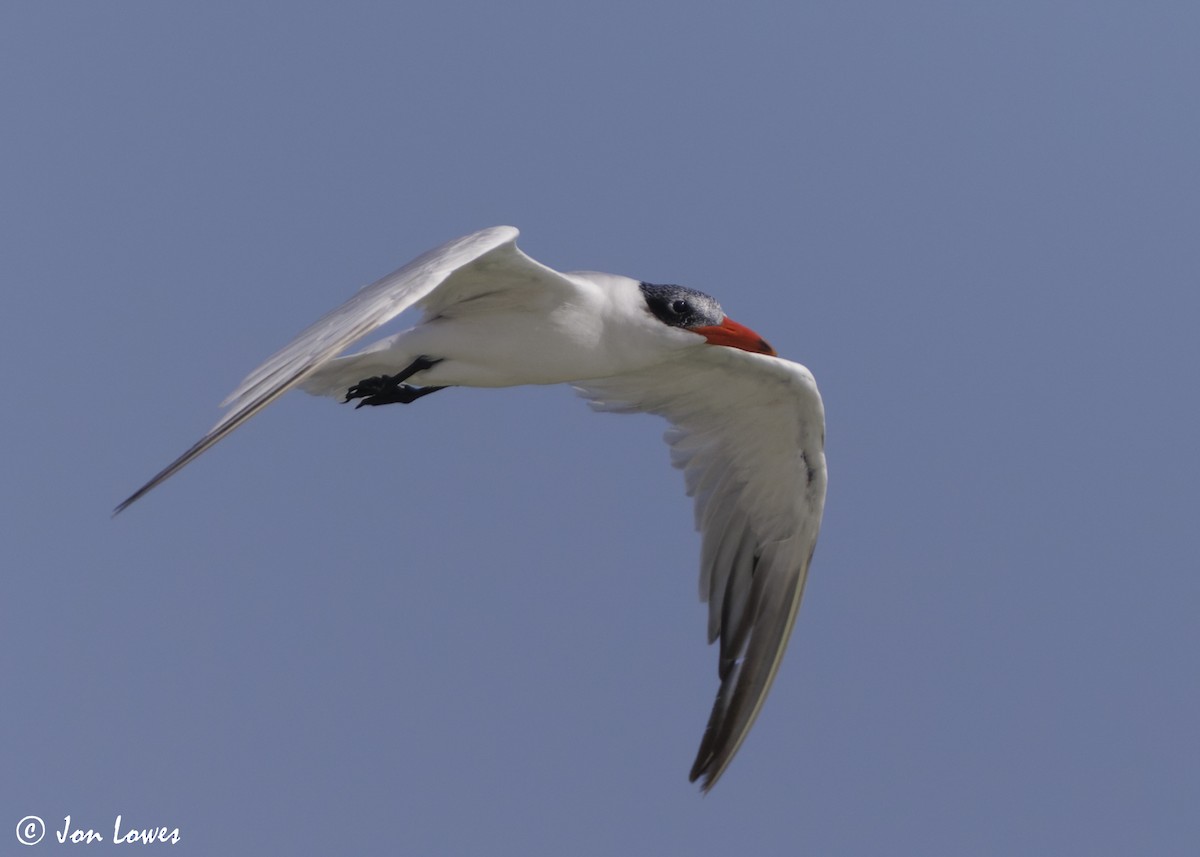 オニアジサシ - ML647032194