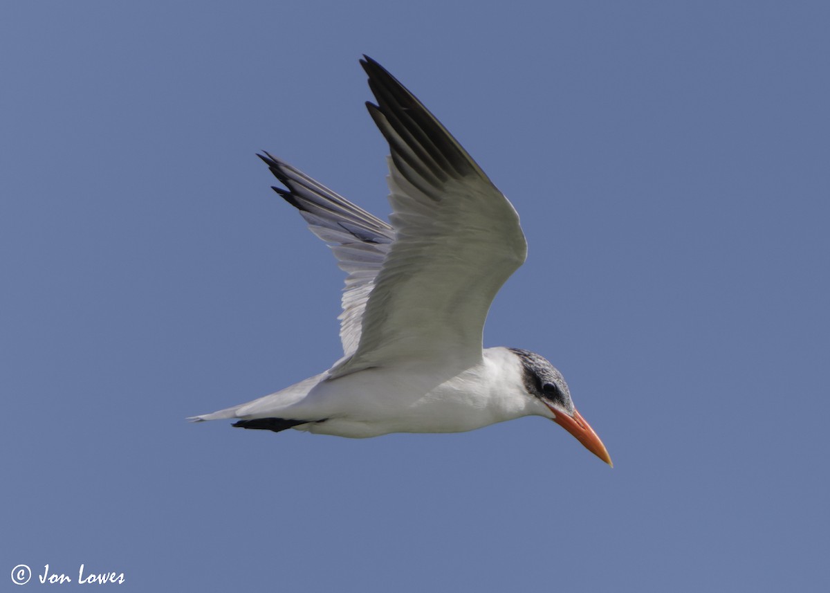 オニアジサシ - ML647032195