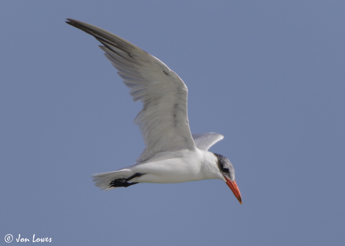 オニアジサシ - ML647032196