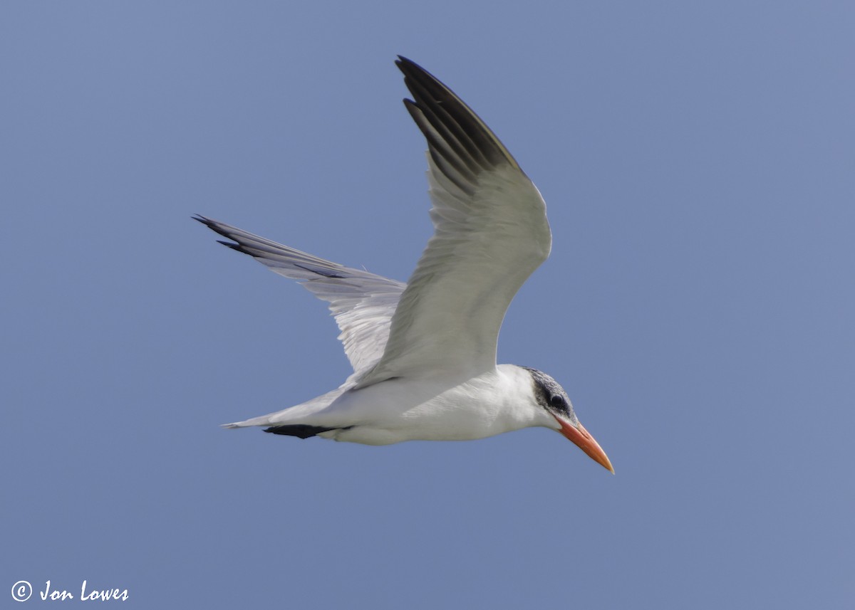 オニアジサシ - ML647032198