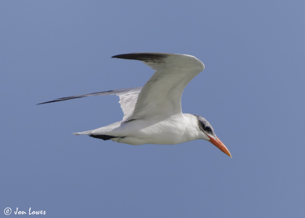 オニアジサシ - ML647032199